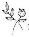 Fine line leafy sprig with a small pumpkin among its leaves.